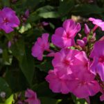 Garden Flowers