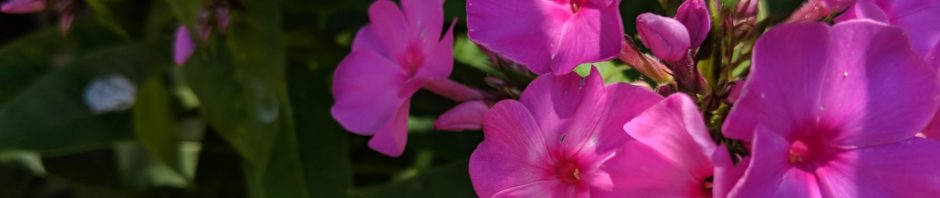 Garden Flowers