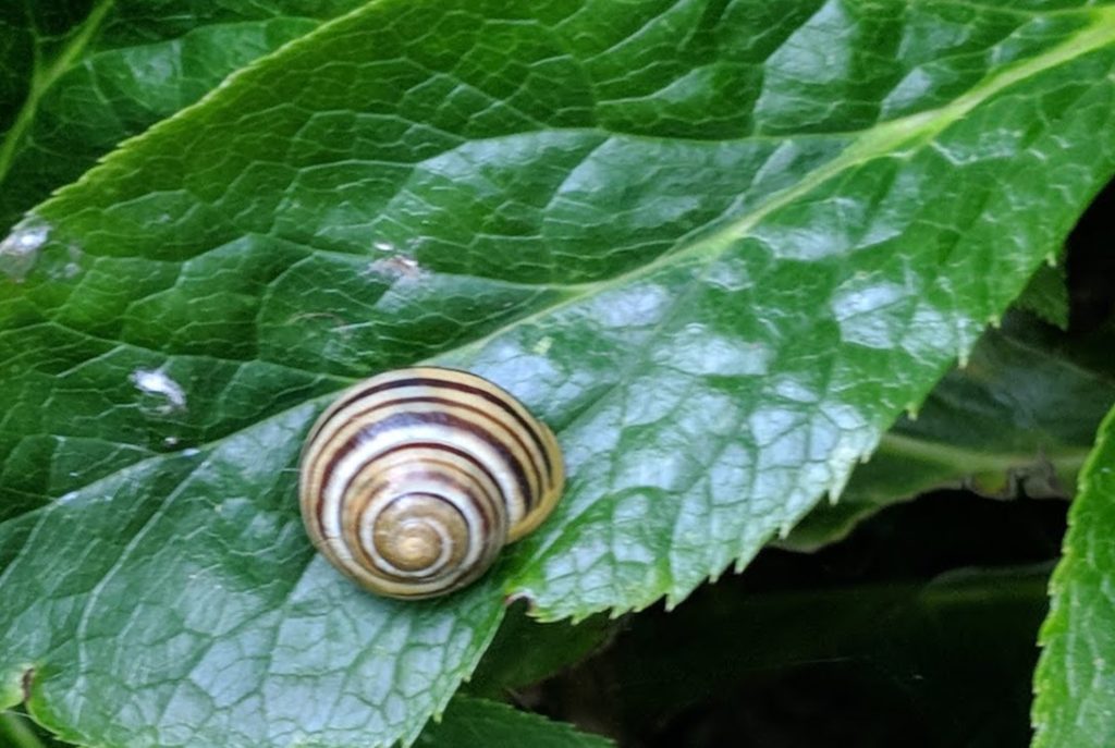 My Snail