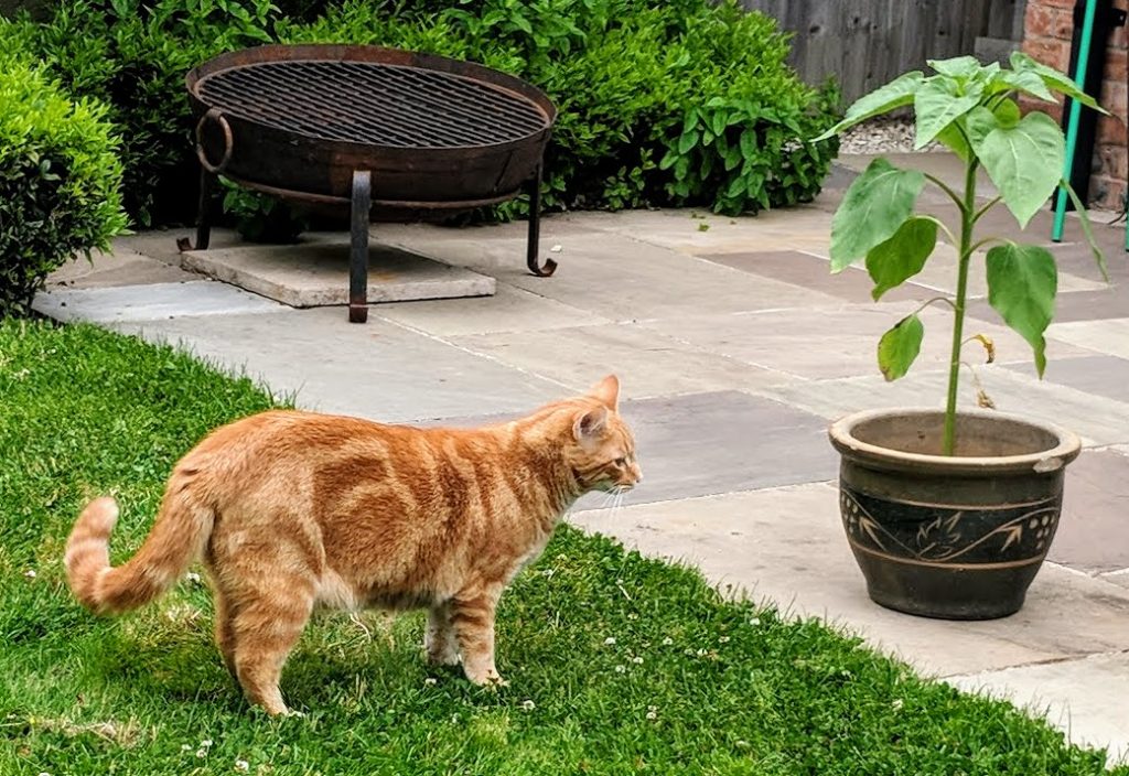 Cat with Plant